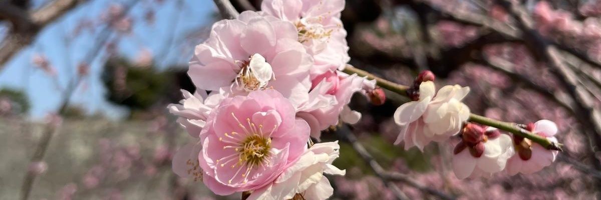 gomindy17's profile banner image