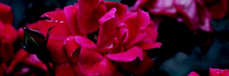 emmaa_phillips's profile banner image