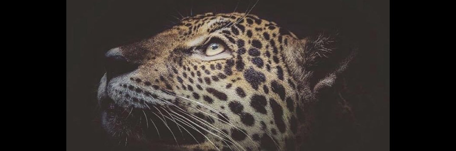 johnnylopera's profile banner image