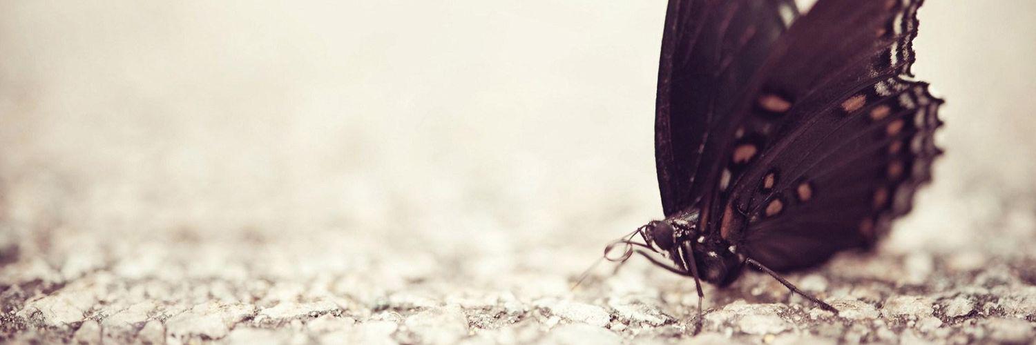 TheLovelyStart's profile banner image