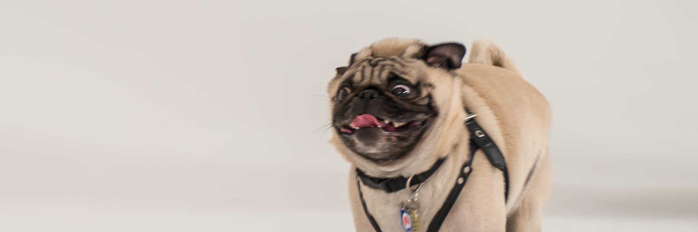 FishstickThePug's profile banner image