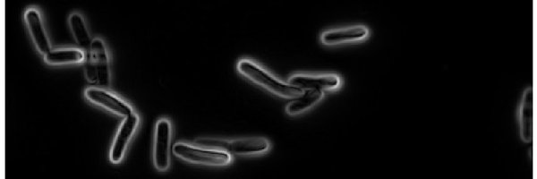 Hafezelsayyed Profile Banner