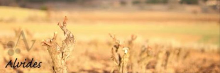 Bodega Alvides banner