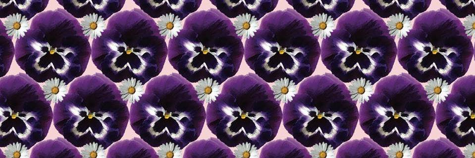 DaisyAndCoLDN's profile banner image