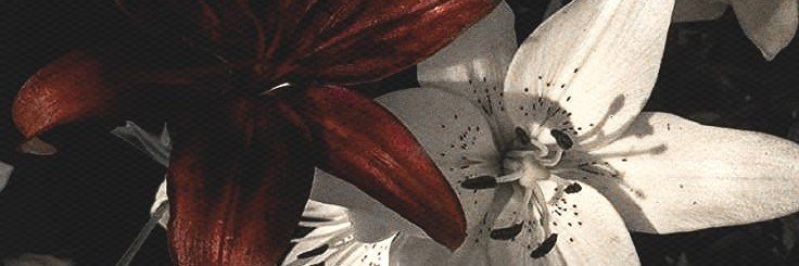 youtubealsu's profile banner image