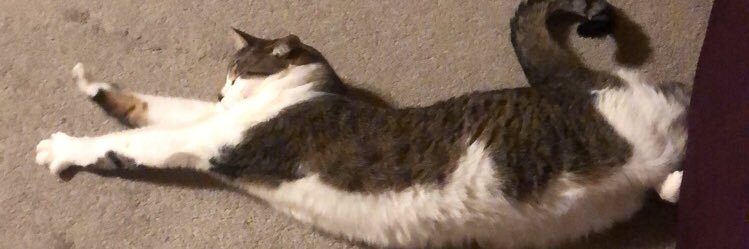 jensesaurusrex's profile banner image