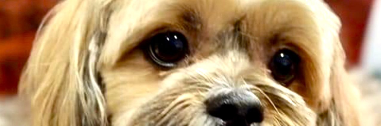 webber_joanna's profile banner image