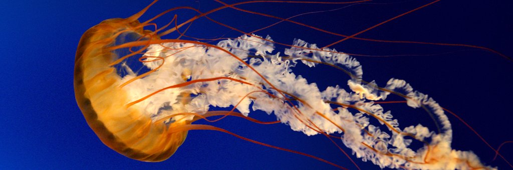 TobBjork's profile banner image