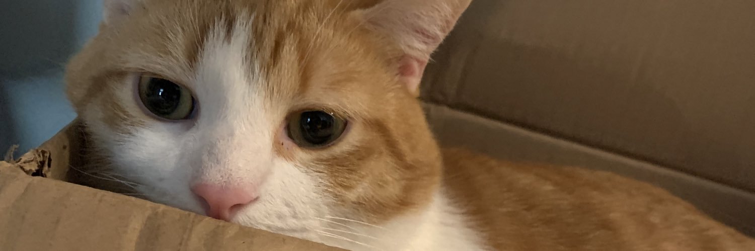 jamie taco banner