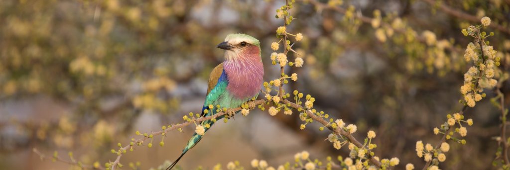 Carter Roberts banner