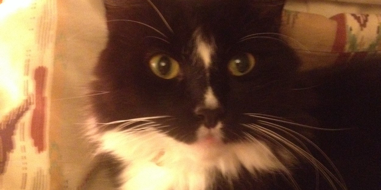 catsuelove's profile banner image
