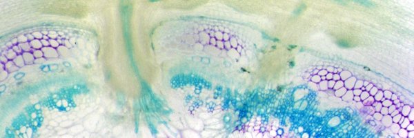 minyaojhu Profile Banner