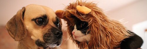 puggle's profile banner image