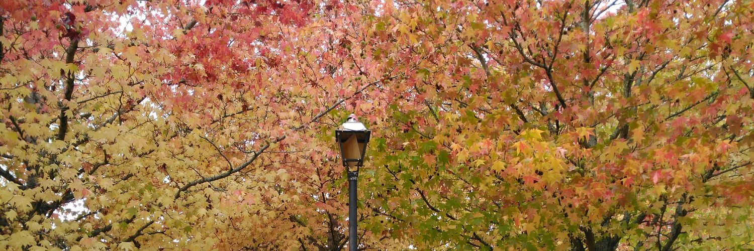 nelliPolito 🇵🇸 🐨🇺🇦 banner