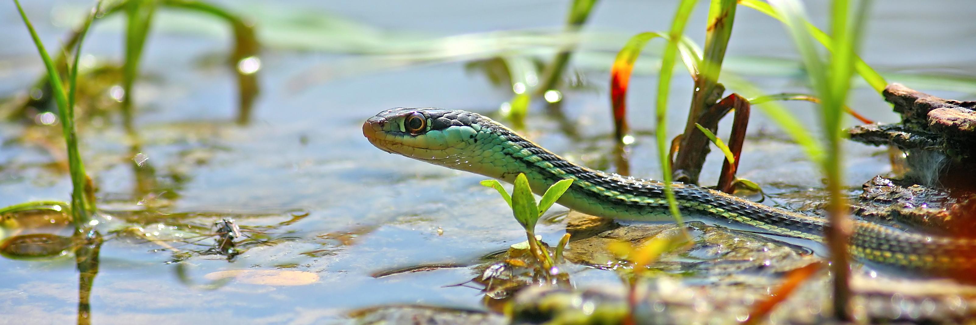 CuttsNaturePics's profile banner image