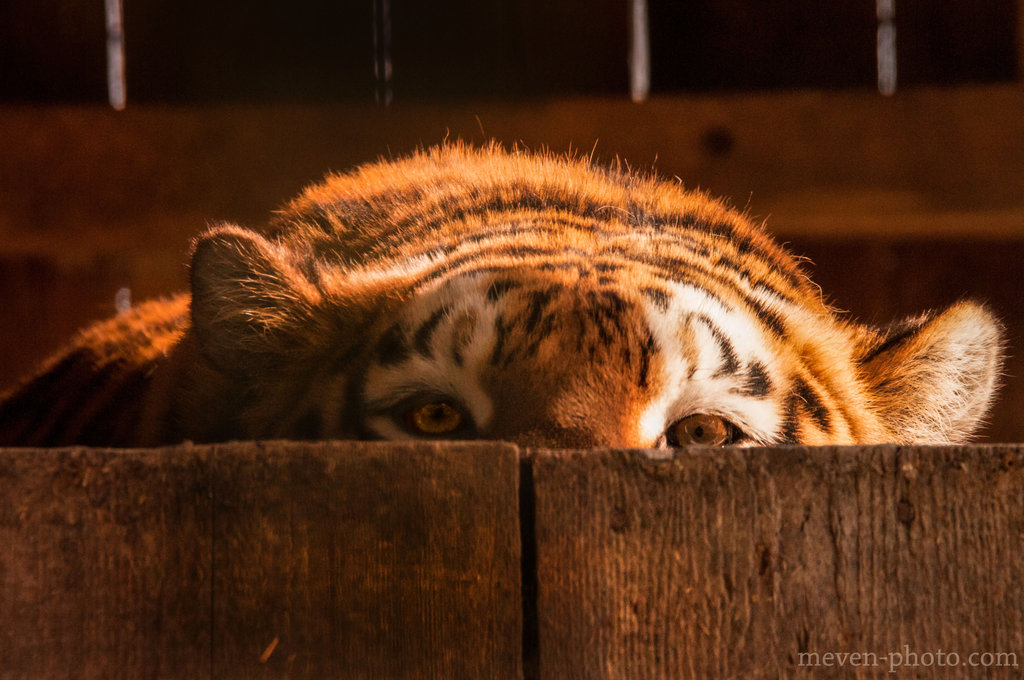 Renard 🦊🐈‍⬛ banner