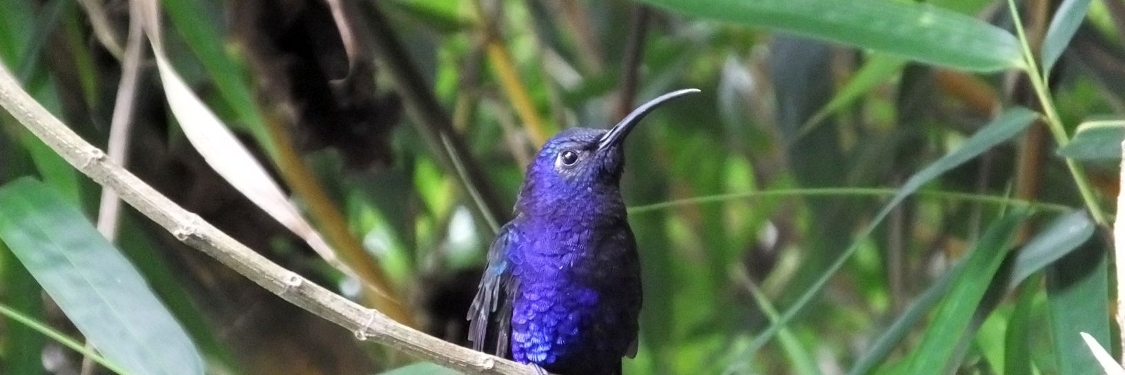 birdingcraft's profile banner image