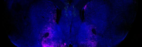 PratelliMarta Profile Banner