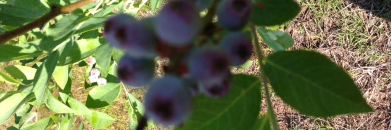 BerryFarms's profile banner image