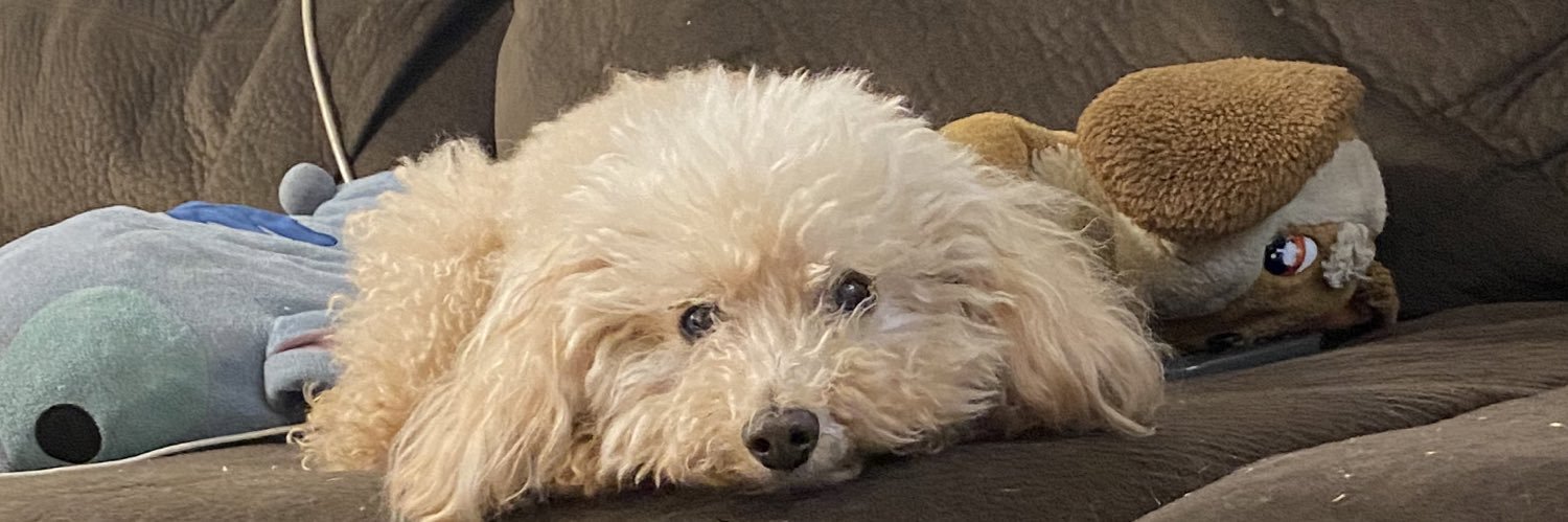 GPelayoo's profile banner image