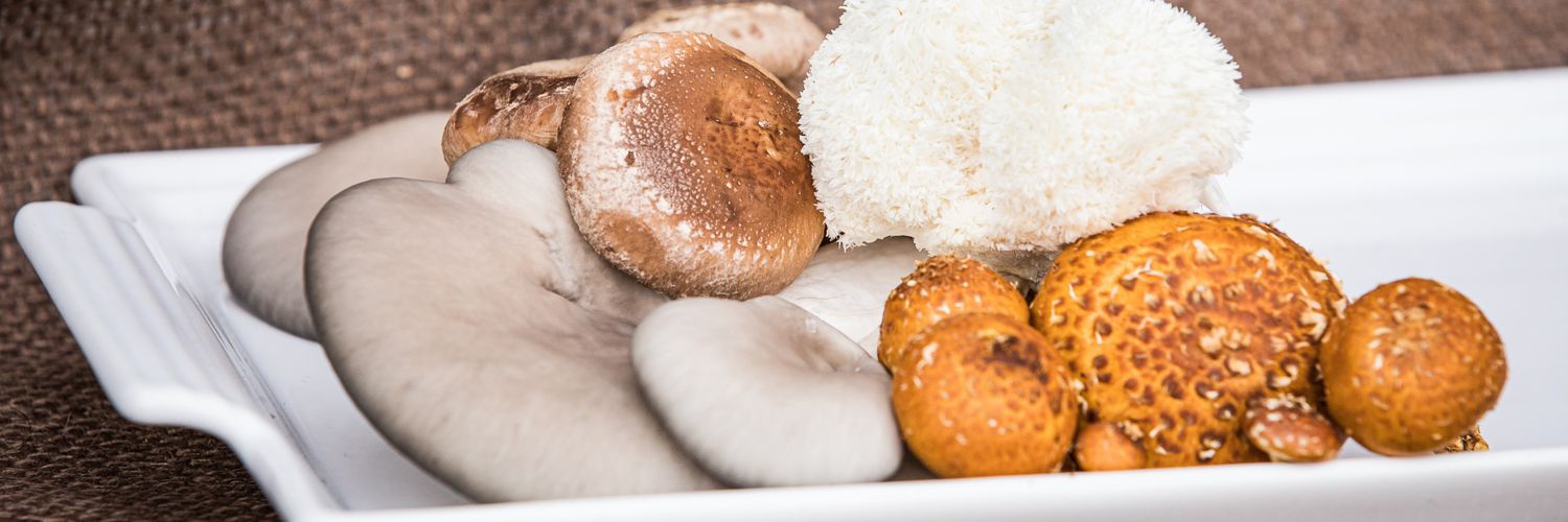 FatMoonFarmer's profile banner image