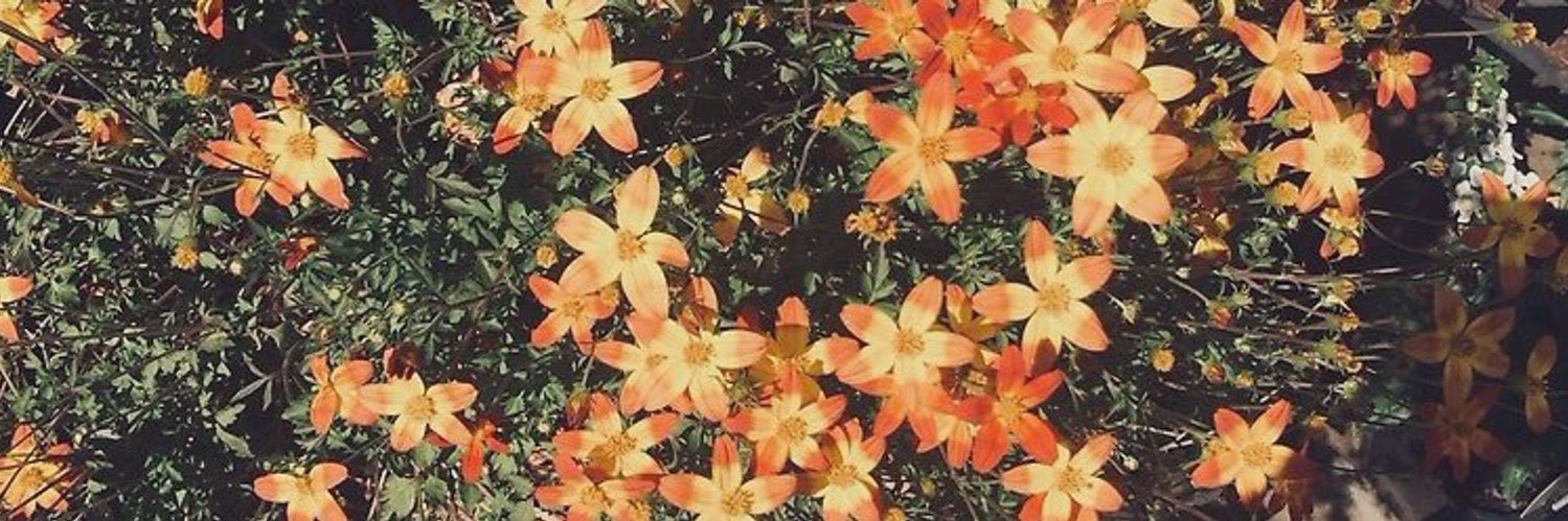 Pongolones's profile banner image