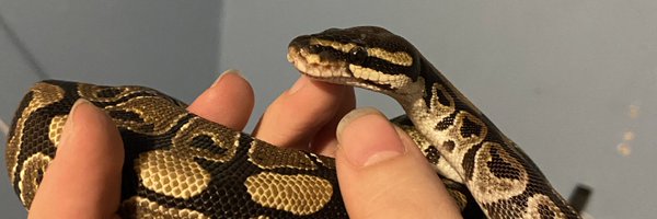 pazzypop Profile Banner