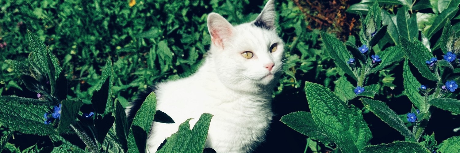 ScaredyCatCW's profile banner image