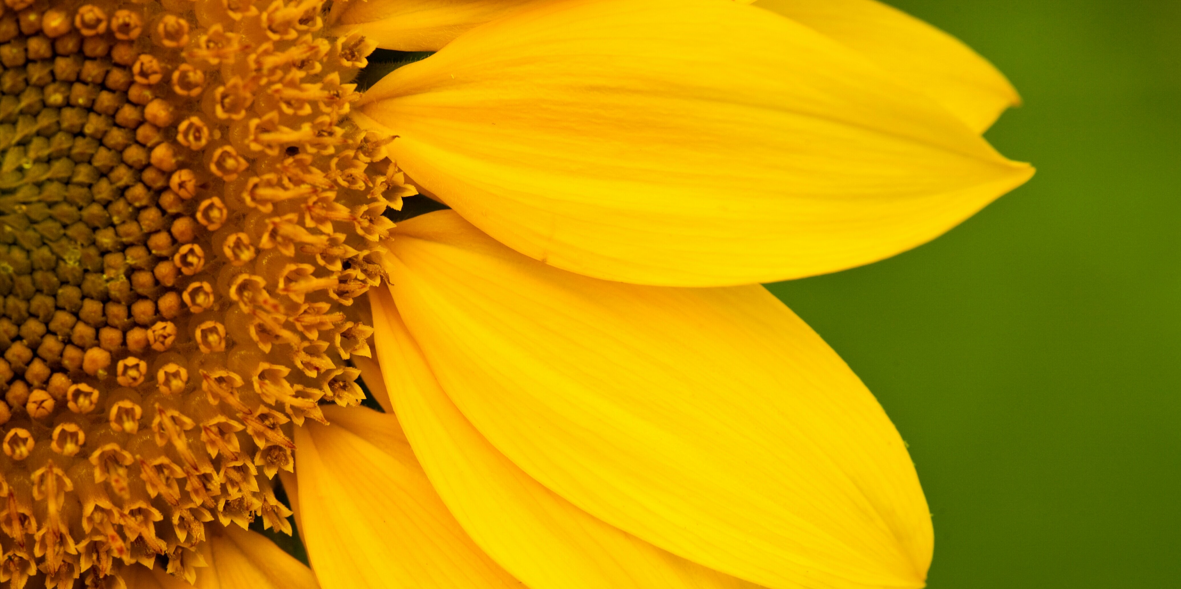 KimRushlow's profile banner image