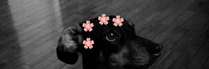 felipeaugie's profile banner image