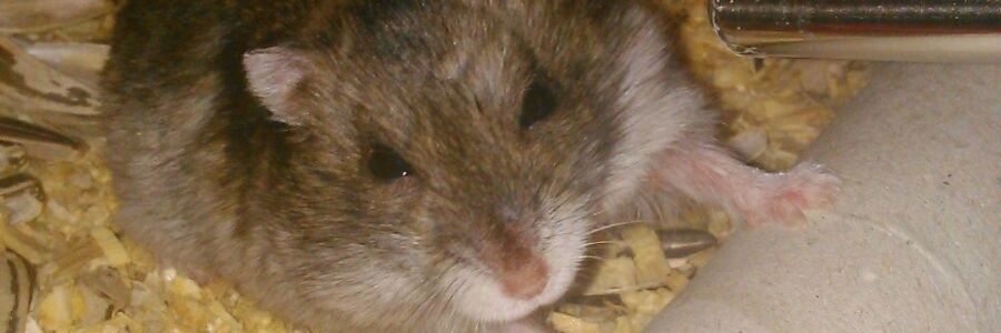 NikiRaton's profile banner image