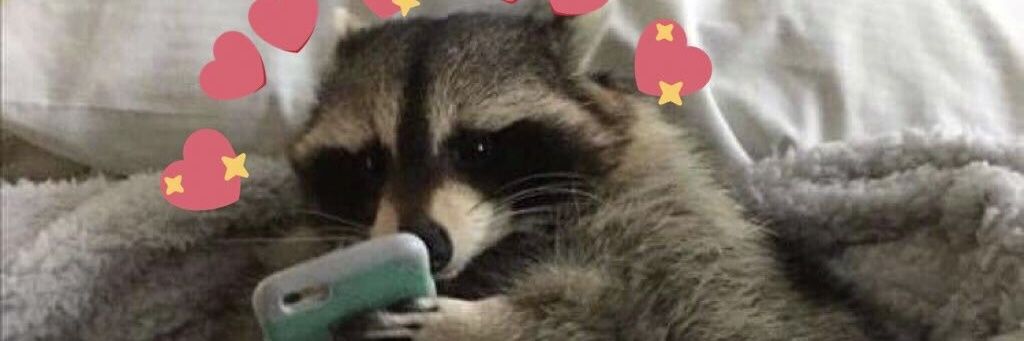 Raccoon🦝🏳️‍🌈🎀 banner