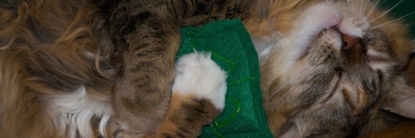 tthiking Profile Banner