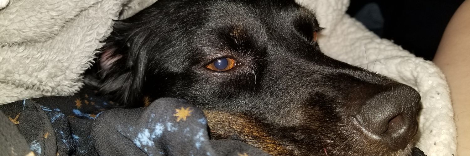 NyxShepherd's profile banner image