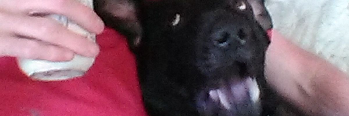 Activistreportr's profile banner image
