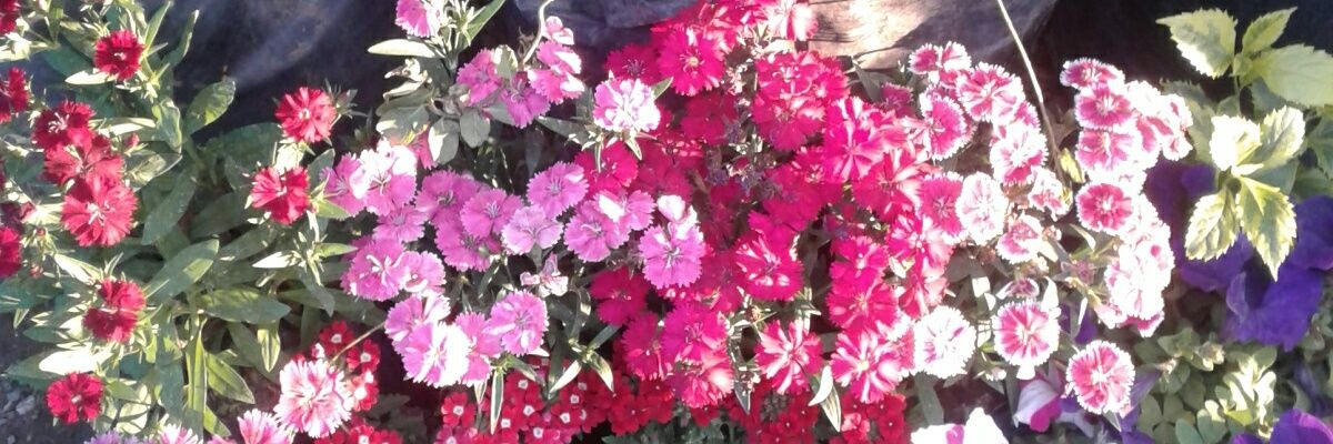 VL_Montse's profile banner image