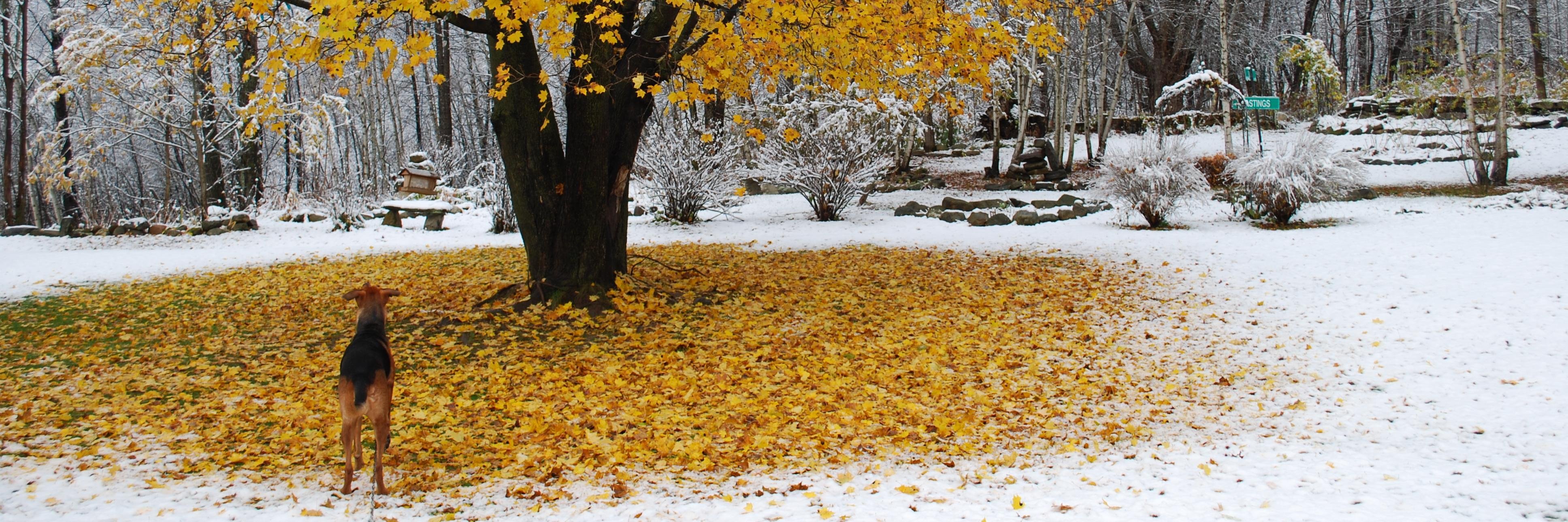Missisquoi's profile banner image