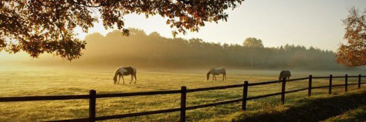 DividendBeeder's profile banner image