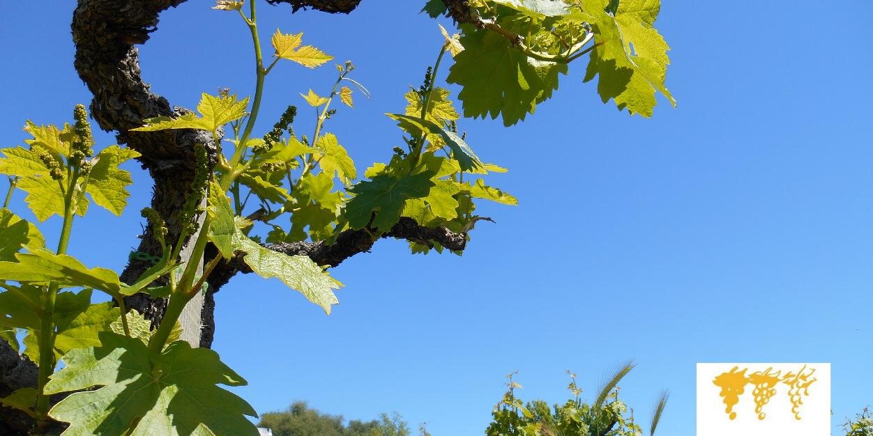 StoryWinery's profile banner image