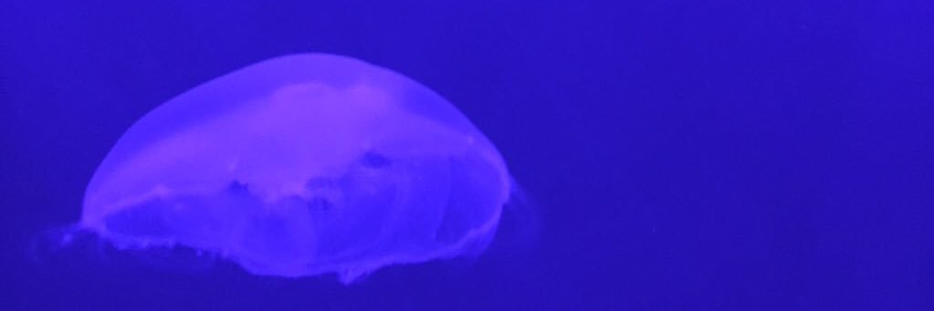 わかなっぱ banner