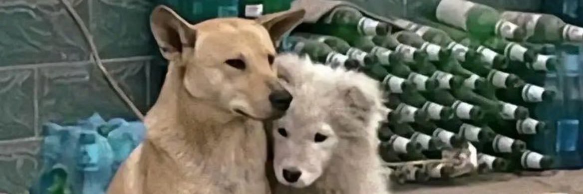 ⋆˚࿔ 𝓽𝓹 𝜗𝜚˚⋆⌇🐰ྀི🩵 banner