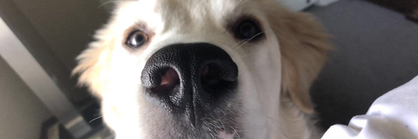 StephhDeeee's profile banner image