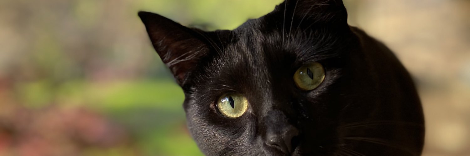 Chanchaaaa's profile banner image