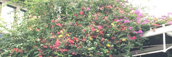 lily_plm Profile Banner