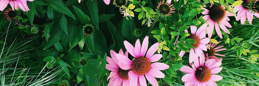 Mona_Lidia's profile banner image