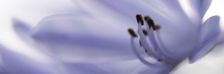 َ banner
