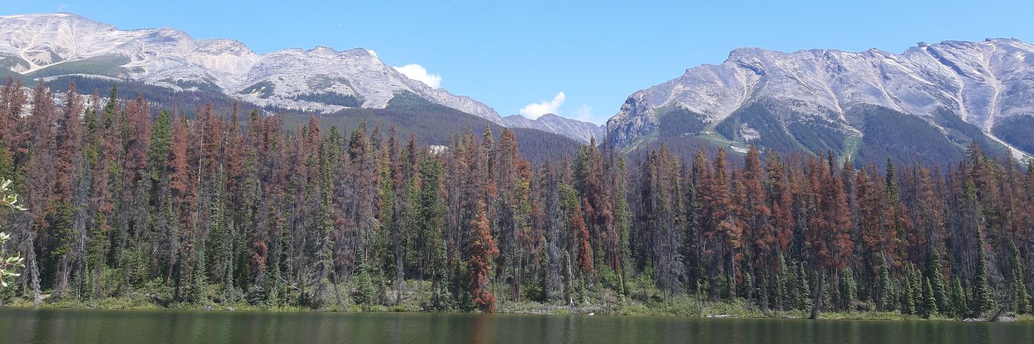 Rebecca Squire banner