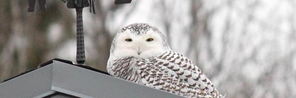 BringMNNews's profile banner image