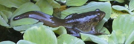 frogspawnz's profile banner image