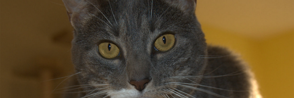 zagman76 Profile Banner